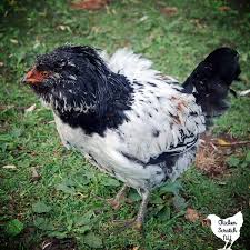 Around two to three months of age. 3 Fool Proof Ways To Tell Roosters From Hens