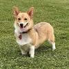 The corgi is suited for apartment or city living provided they are sufficiently exercised and mentally stimulated. 1