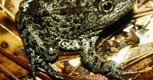 Maybe you would like to learn more about one of these? The Miss Gopher Frog Avoids Extinction Barely