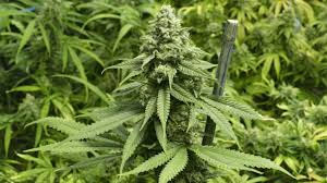 Beginner S Guide To Vaping Marijuana Edition Vapor Vanity