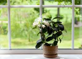 Common jasmine vine (jasminum officinale), also known simply as jasmine, grows naturally in asia minor, china and the himalayas, and it thrives in usda hardiness zones 7 through 10. Jasmine Flowers How To Care For A Jasmine Houseplant