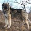 Ciobanesc romanesc mioritic fci no.349, mioritic sheepdog , mocano, barac. Https Encrypted Tbn0 Gstatic Com Images Q Tbn And9gcsc6mgeadka1ksyqg4h0rn24sbvqb5orpbugi39srogr77hohwl Usqp Cau