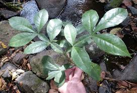 Image result for Citropsis