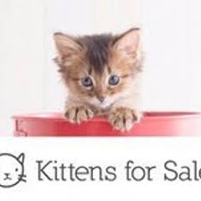 For our first ever edition of kitty kitchen—a blog series dedicated to cats and their diet habits—we are going to cover the basic idea of feline vegetarianism and why, for cats, it's evil (ok, evil might be a bit strong, but it's bad!). Kittens For Sale Kittens Forsale Twitter