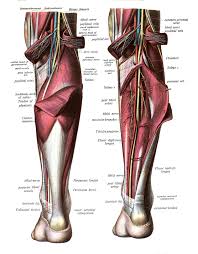 Click and start learning now! Gastrocnemius Muscle Gastrocnemius Muscle Nerve Lower Limb