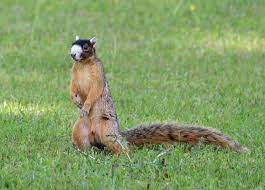 Bachman S Fox Squirrel Fox Squirrel Squirrel Animals