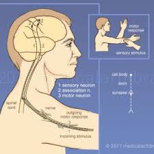 Nervous Archives Page 2 Of 2 Medical Art Library In 2020 Medical Art Sensory Motor Neuron