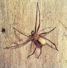 The southern house spider is a species of large spider in the family filistatidae. 9 Of The World S Deadliest Spiders Britannica