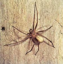 The spider in your photos is the bold jumping spider or daring jumping spider, scientifica name: 9 Of The World S Deadliest Spiders Britannica
