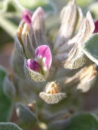 Image result for Dichapetalum edule