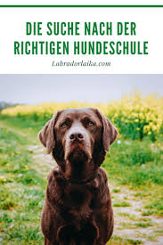 Pin Auf Hunde I Wissenswertes Tipps