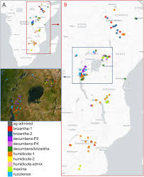 Image result for Habrochloa