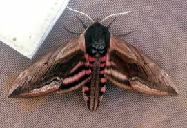 Image result for Sphinx ligustri