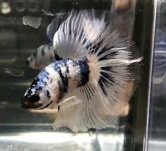 Stunning Fancy Dragon Marble Hm Halfmoon Male Live Betta Fish Betta Betta Fish Fish
