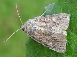 Image result for Photedes fluxa