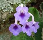 Image result for Streptocarpus solenanthus × eylesii