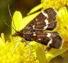 Image result for Pyrausta nigrata