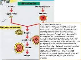 Kejadian manusia daripada sudut sains tidak berbeza dengan perspektif islam.di dalam quran jelas menerangkan dengan terperinci kewujudan proses manusia itu sendiri. Proses Kejadian Manusia Al Falah Oil Herbs Facebook