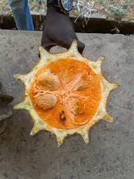 Image result for Telfairia occidentalis