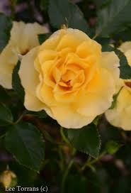 Celebrate and remember the lives we have lost in victoria, texas. Sun Flare Floribunda Yellow Rose For Texas Lee Ann Torrans Gardening