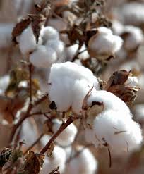 Cotton Fields