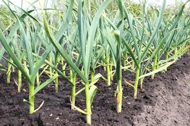 When to pick garlic from your garden. Watering Tips For Softneck Garden Garlic