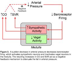 Arterial Baroreceptors Medical School Stuff Medical Information Cardiovascular System