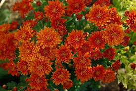 After that, the beekeeper must find a way of trapping them, sometimes using the hive they intend to keep them in, but usually using the appropriately named bait hives or trap hives. Chrysanthemums The Obsessed Gardener