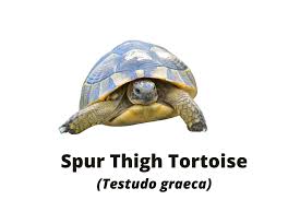 They remain one of the most popular species of pet tortoise in the uk. Careguide For Mediterranean Tortoises Care For Horsfield S Hermann S Spur Thighed And Marginated Reptile Cymru