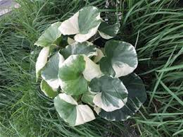 Image result for Farfugium japonicum