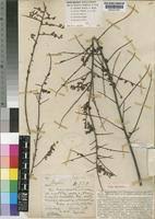 Image result for Osyris compressa