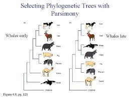 .support a phylogeny that places cetacea (that is, whales, dolphins, porpoises) as the sister group to the extinct family raoellidae, and hippopotamidae as more closely related to pigs and peccaries (that is, suina) than hippopotamus and whale phylogeny. Introduction To Phylogeny Required Reading Chapter 4 Ignore