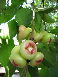 Pin On Tropical Fruits