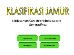 Protista kelas x sma oleh : Ppt Jamur Powerpoint Presentation Free Download Id 3504495