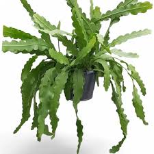 Image result for Rastrophyllum pinnatipartitum