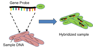 Gene Probe Definition Use Example Study Com