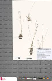 Image result for Eriocaulon abyssinicum