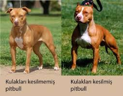 Pitbull Cinsi Kopegim Var Kulaklarini Kesmeli Miyim Kizlarsoruyor