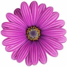 Image result for paprskovka obrázek