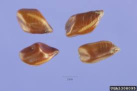 Image result for Senna obtusifolia