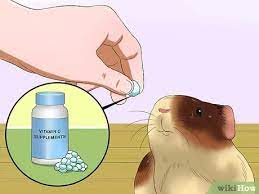 Maybe you would like to learn more about one of these? 3 Ways To Feed Guinea Pigs Vitamin C Wikihow