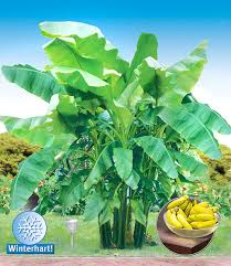 Bananas are heavy feeders so we suggest that you fertilize every couple of months after your initial watering. Winterharte Banane Grun 1a Qualitat Kaufen Baldur Garten