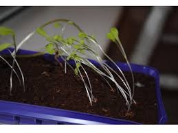 You'll need to think and observe how the sun moves around your room to. Tropism Plant Growth Or Turning In Response To An Environmental Stimulus A Condition That Affects A Plants Growth Tropo Turn There Are Many Ppt Download