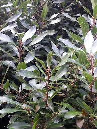 Cherry laurel (prunus caroliniana) is a member of the rose family. Bay Laurel Seeds Fruit Cooking Egullet Forums