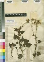 Image result for Emilia abyssinica