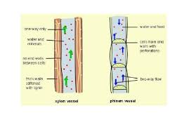 Basically xylem is group of dead cell, living cell, parenchyma etc. Transport In Plants Explain The Need For Transport