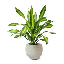 In poorly drained soil, the tree is at risk of root rot and other fungal diseases. Dracaena Fragrans Burley Indoor House Plants Air Purifying Plant