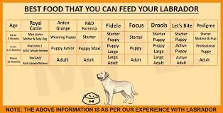 Lab Dog Size Chart