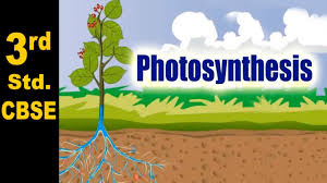 Photosynthesis 3rd Std Science Cbse Board Home Revise Youtube