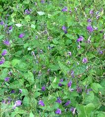 Image result for Brillantaisia pubescens